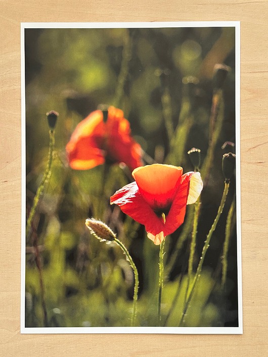 plakaty Plakat Maki