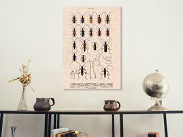 plakaty Plakat owady-rycina-z-ksiazki-iii