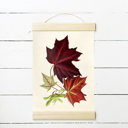 LIŚCIE KLONU - rycina, plakat 21x30 cm MUKKO