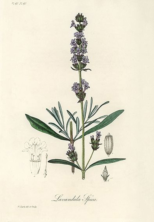 plakaty Lawenda-plakat-rycina