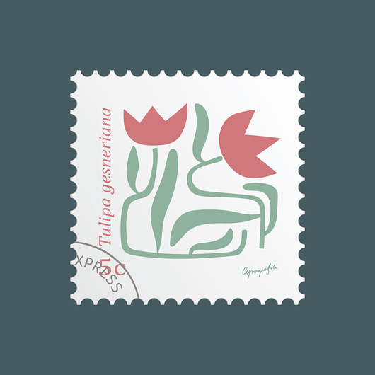 plakaty Tulipan/ seria Herbarium plakat 40x40 cm