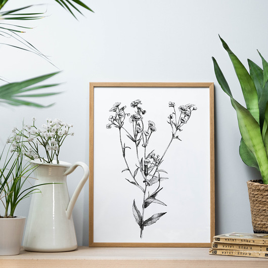 grafiki i ilustracje Rumianek