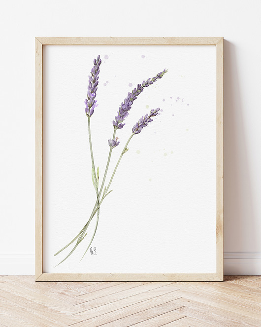 grafiki i ilustracje Lawenda, grafika, akwarela