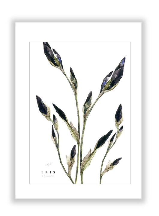Irysy, print 30x40 cm Margo Hupert