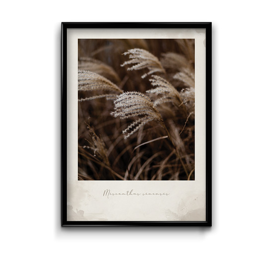 plakaty Plakat Trawy Vintage