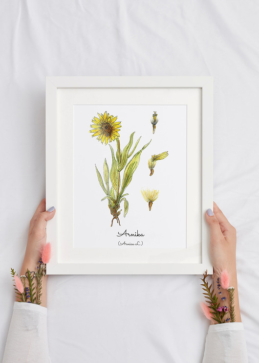Plakat  ilustracja tablica botaniczna arnika Arty arty