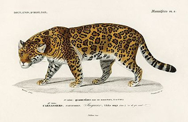 plakaty Jaguar-pantera-plakat-rycina