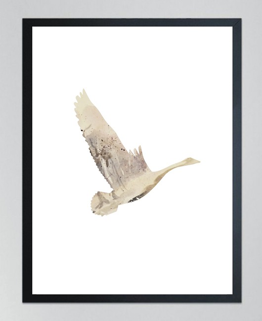 plakaty ŁABĘDŹ 3- poster,50x70 cm