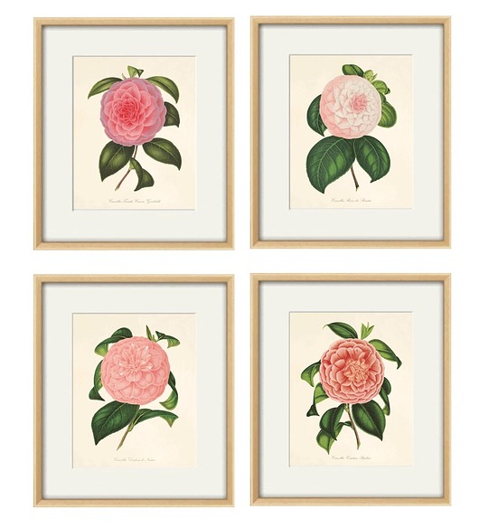 grafiki i ilustracje Zestaw Grafik Botanicznych Vintage