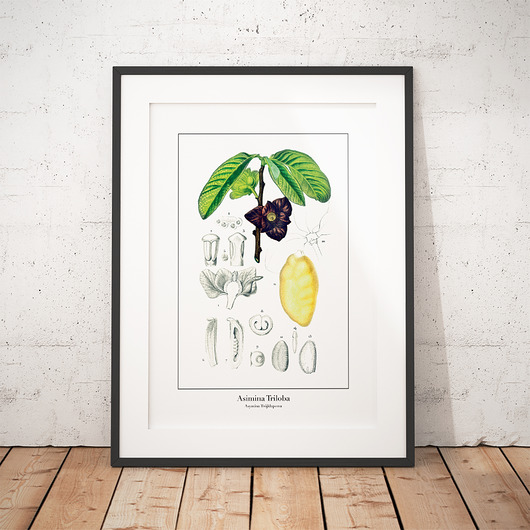 Plakat botaniczny Asymina Trójklapowa trochę na ścianę
