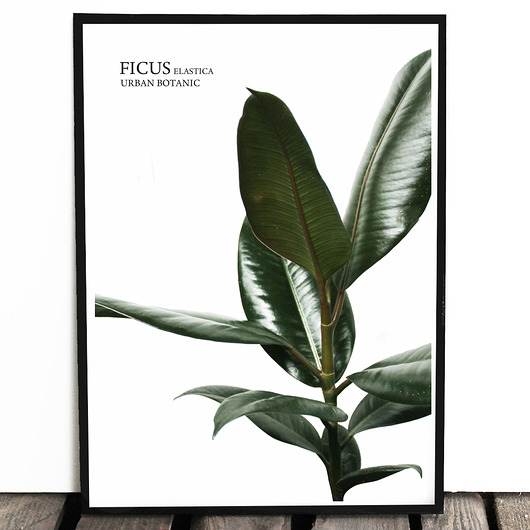 Botaniczny plakat FICUS format A3 Lawendowy Bazar