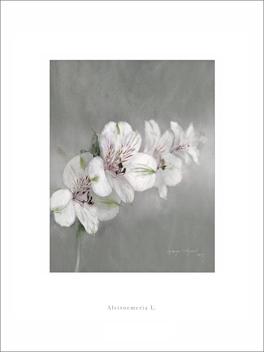 Alstroemeria L. print  30x40 cm Margo Hupert