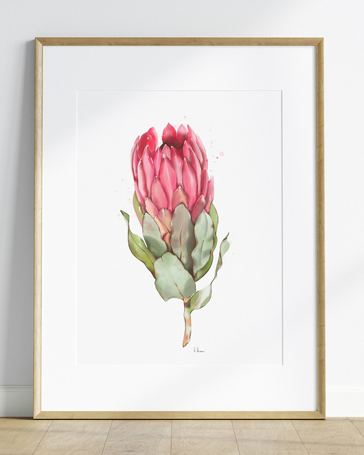 grafiki i ilustracje Protea, grafika, akwarela