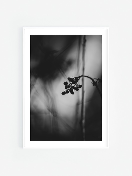 fotografia Czarno białe maliny