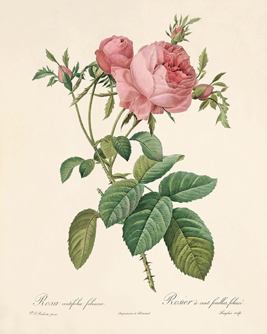 grafiki i ilustracje Róża stara Grafika  Rysunek kwiaty Ilustracja Druk Botaniczny prezent