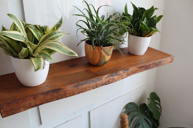 półki Półka ścienna z żywą krawędzią grubość 38 mm