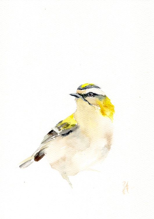 obrazy Oryginalna akwarela. Mysikrólik