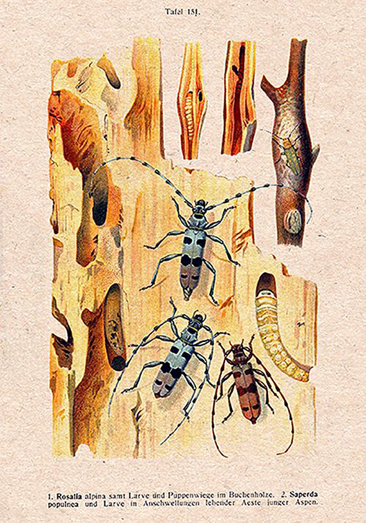 plakaty Plakat owady-rycina-z-ksiazki-vii
