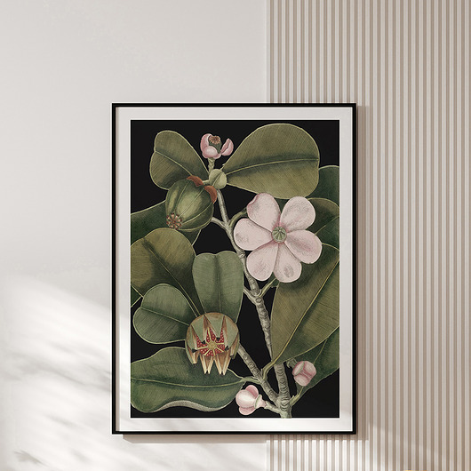plakaty Plakat vintage - botaniczna ilustracja no.3