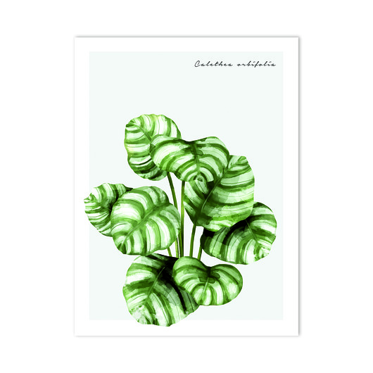 Plakat CALATHEA ORBIFOLIA muybien