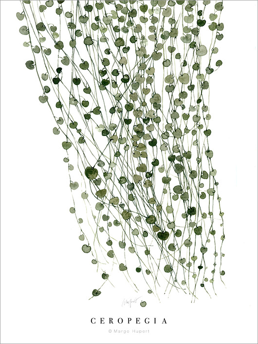 Ceropegia 40x50 cm Margo Hupert