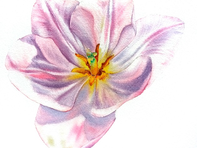obrazy "Delikatne płatki tulipanów #2" 15*20 cm/ akwarela
