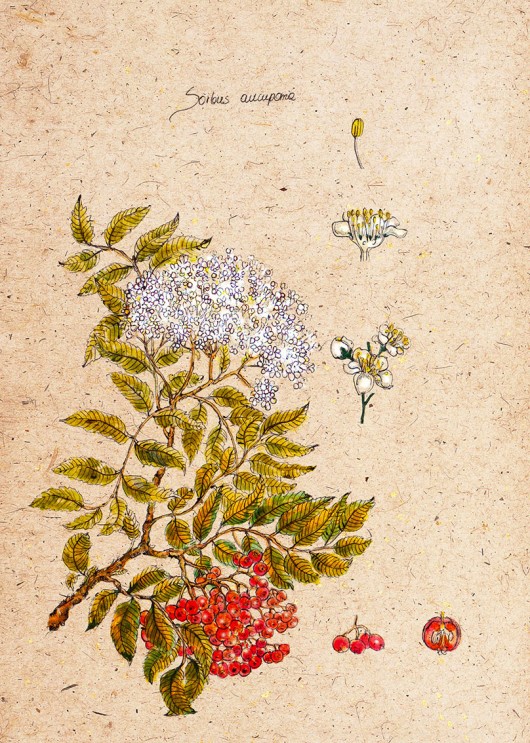 jarzebina BOSKE