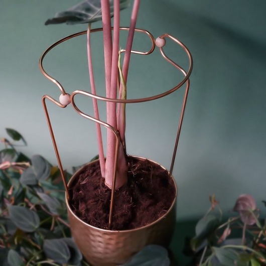 kwietniki Podpora busz.obręcz złota