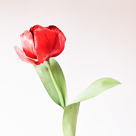 dodatki - różne Papierowy tulipan - czerwony - realistyczny