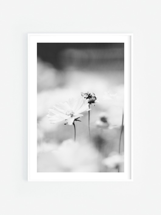 fotografia Przekwitnięty