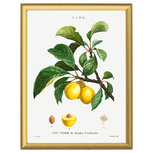 Botaniczne ilustracje - Żółta śliwka White Rose Peonies 