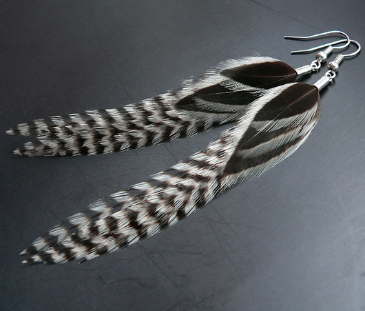 zebra Stella