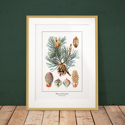 Plakat botaniczny Sosna Zwyczajna - nasiona trochę na ścianę