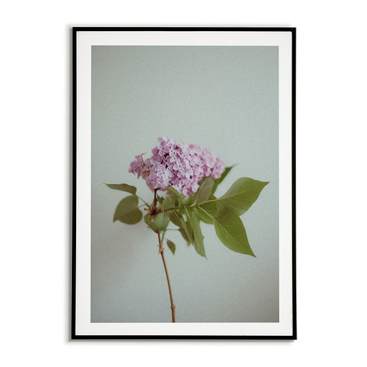 Plakat botaniczny GRAFIKA kwiat BZU Bajkowe Obrazki