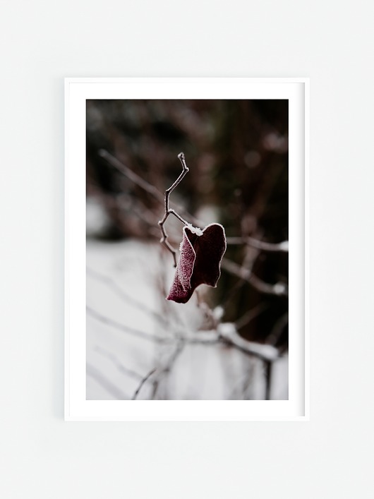 fotografia Ośnieżony liść