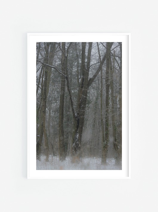 fotografia Śnieg w lesie