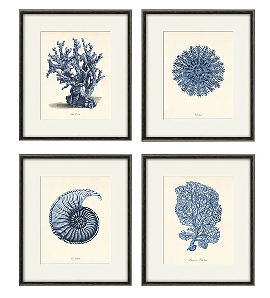 grafiki i ilustracje Zestaw 4 grafik  koralowiec reprodukcja morskie