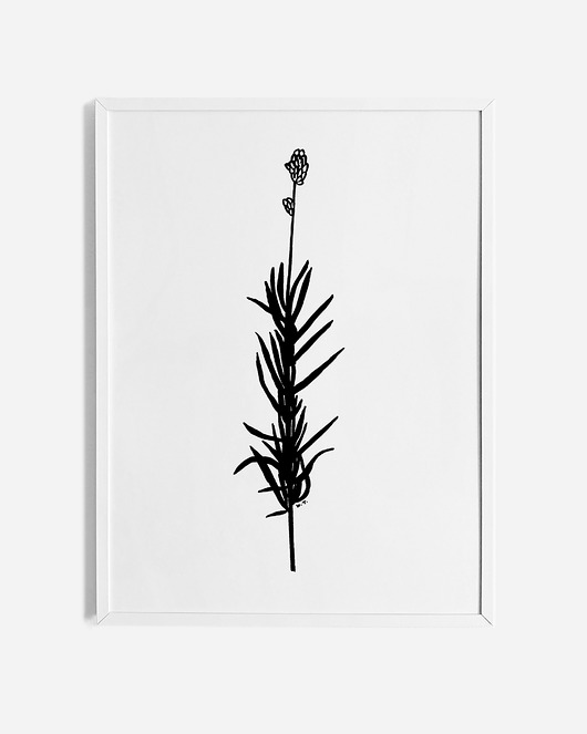 grafiki i ilustracje Lawenda