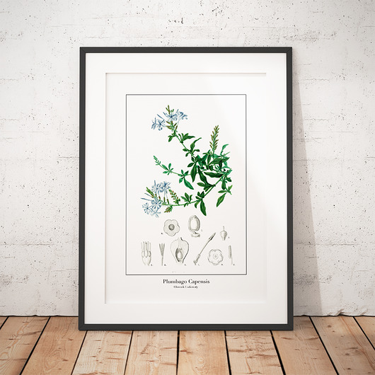 Plakat botaniczny Ołownik Uszkowaty trochę na ścianę
