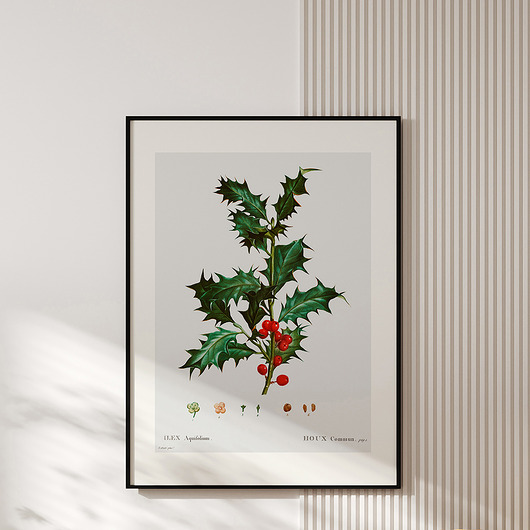 plakaty Plakat z botaniczną ryciną ILEX