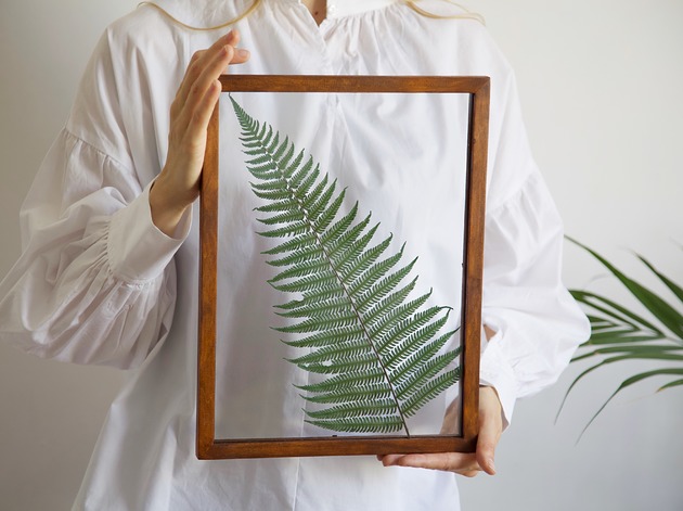 Parchment Fern rozmiar L Plantsonwall