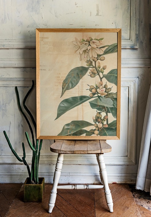grafiki i ilustracje PLAKAT botaniczny vintage, kawa arabica,kwiaty grafika, rysunek kwiaty