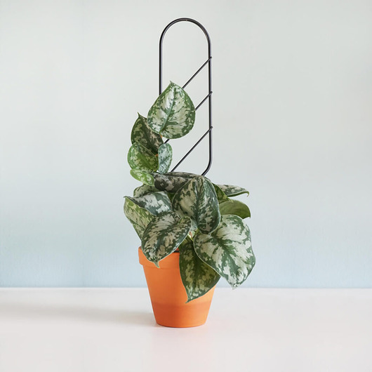 doniczki Podpora busz.drabinka mała czarny