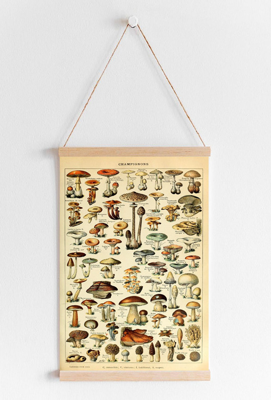grafiki i ilustracje PLAKAT  ILUSTRACJA z grzybami vintage