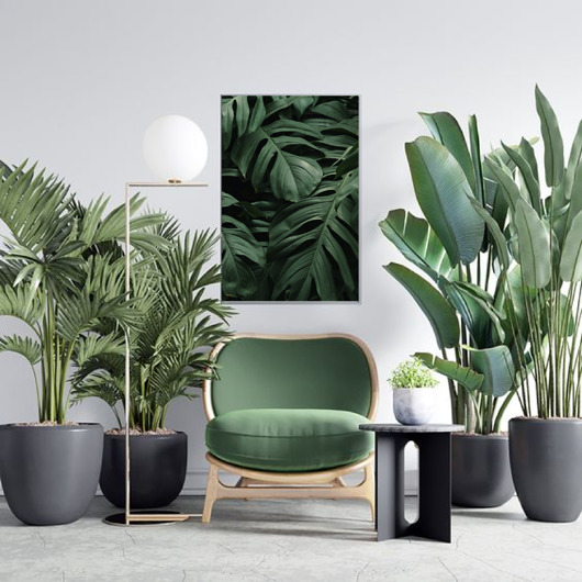 plakaty PLAKAT MONSTERA LIŚCIE BOTANICZNY z monsterą