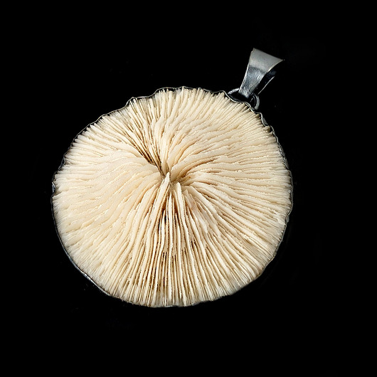 wisiory Koral grzybowy