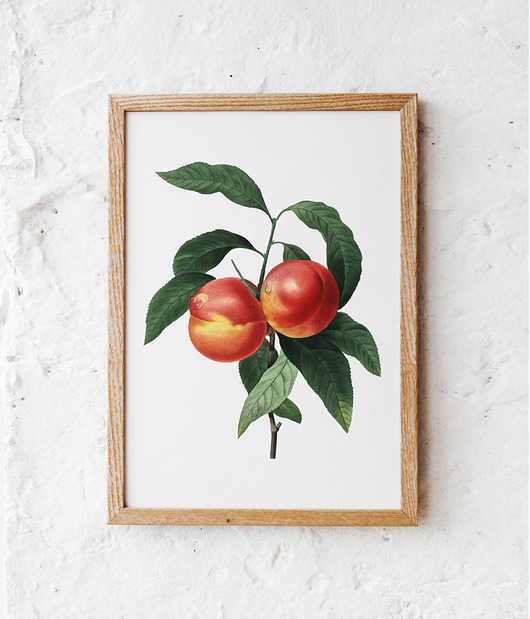 Plakat Brzoskwinia vintage plakaty roślinne HOG STUDIO
