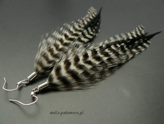 zebra Stella
