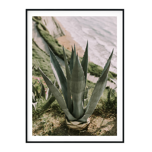 Autorski plakat botaniczny Aloes myscandi