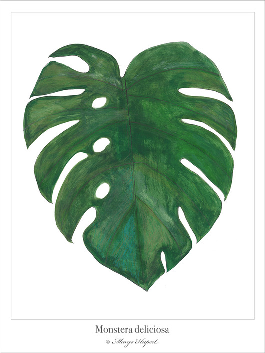 MONSTERA |print| 30x40 cm. Margo Hupert